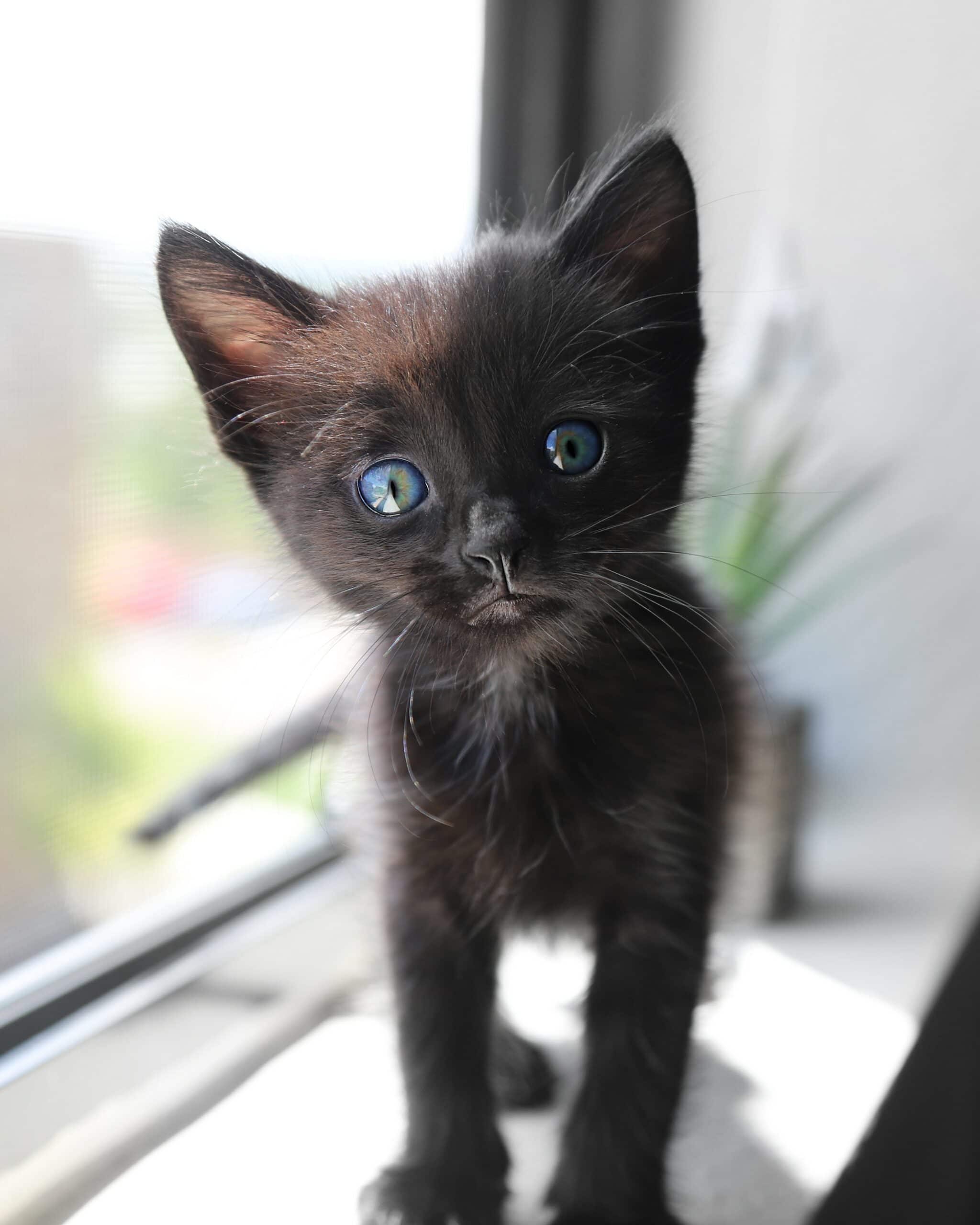 Kitten with blue eyes