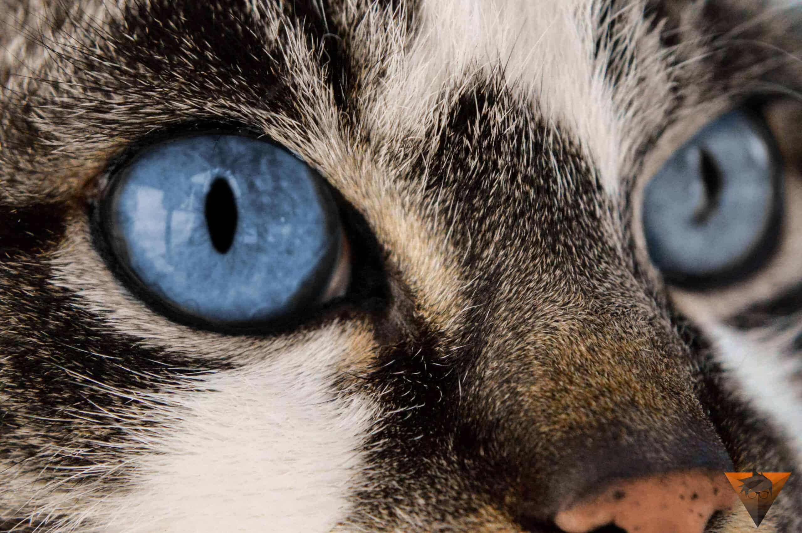 Orthopedic surgery for pets