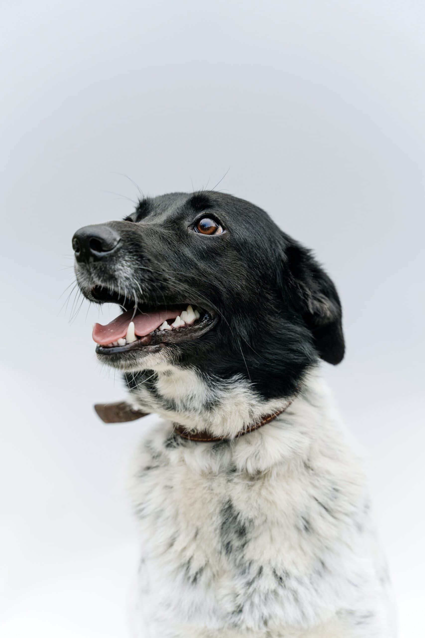 VIP veterinary services