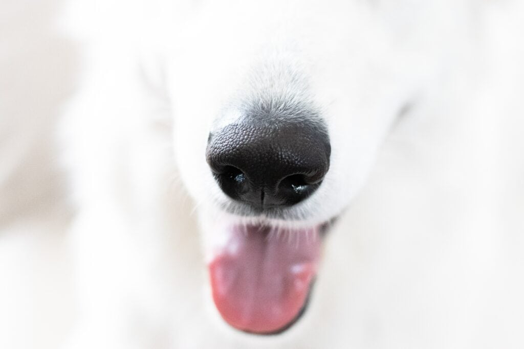 flea prevention for pets