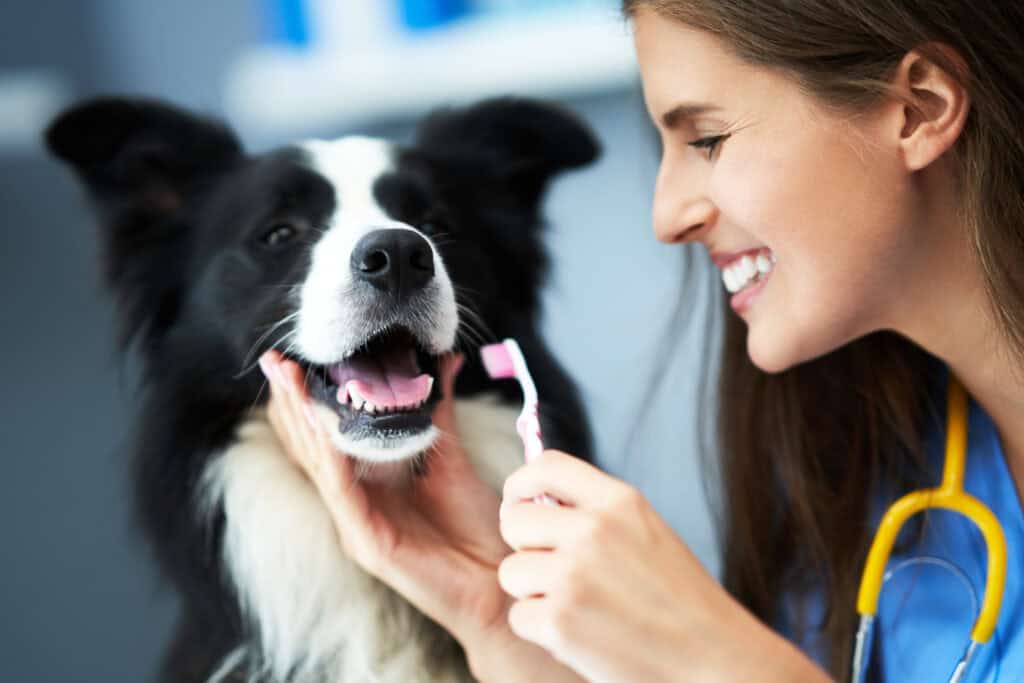 Benefits of Regular Dental Check-ups for Pets