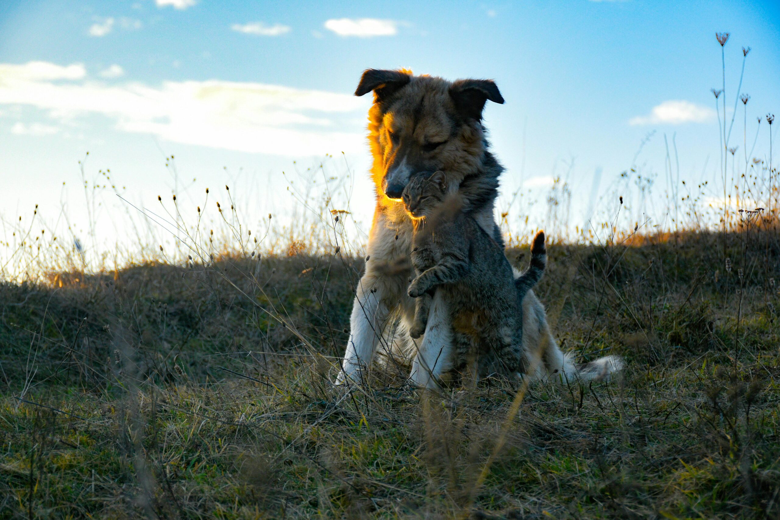 VIP Animal Hospital
